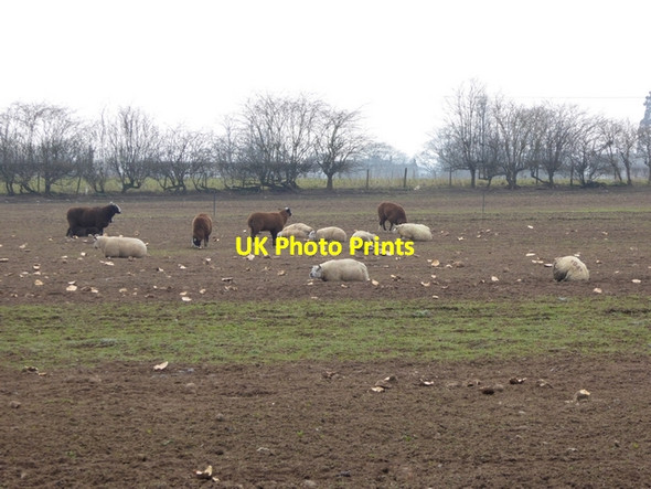 Photo 6"x4" Treats for sheep Temple Sowerby c2015