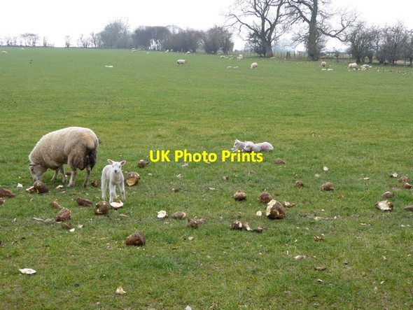 Photo 6"x4" Sheep and lambs near Temple Sowerby Temple Sowerby c2015