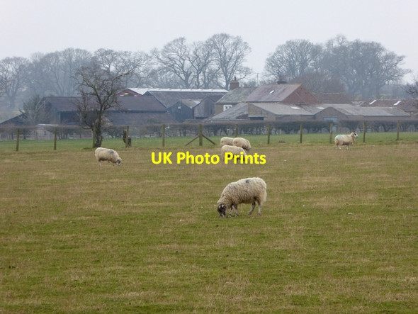 Photo 6"x4" Sheep in field at Broats Farm Blencarn c2015