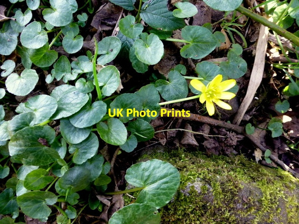 Photo 6"x4" Lesser Celandines [Ranunculus ficaria] Omagh c2015
