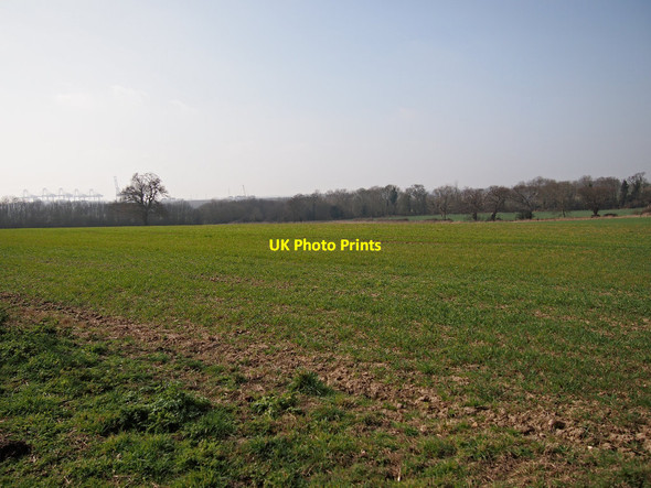 Photo 6"x4" Farmland and shelterbelt Trimley Lower Street c2015