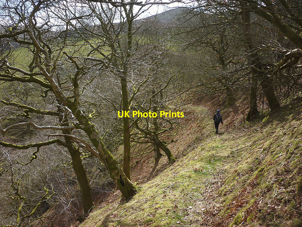 Photo 6"x4" Footpath in Melling Wood, Mallow Gill High Salter c2015
