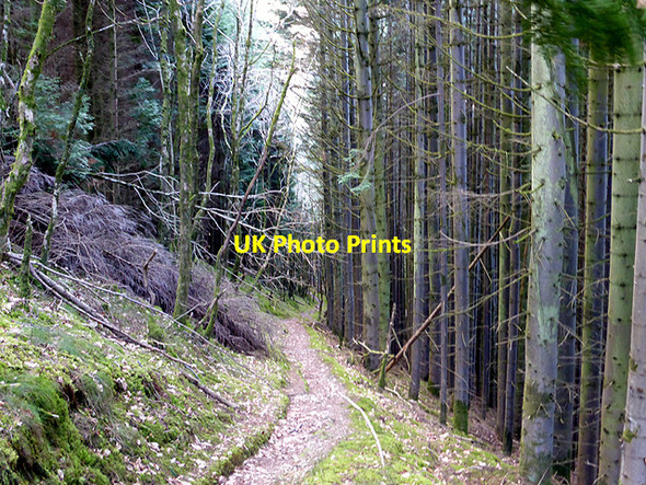 Photo 6"x4" Footpath through Coed Rheidol Devil's Bridge\/Pontarfynach c2015