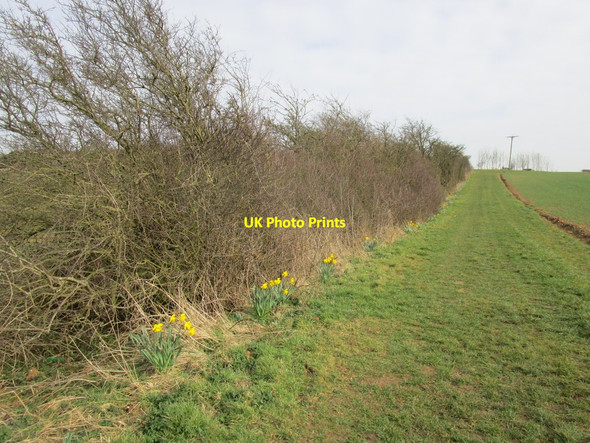 Photo 6"x4" Daffodils by the Viking Way Belchford c2015