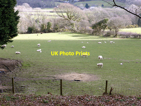 Photo 6"x4" Sheep in Cwm Rheidol Nantyronen Station c2015