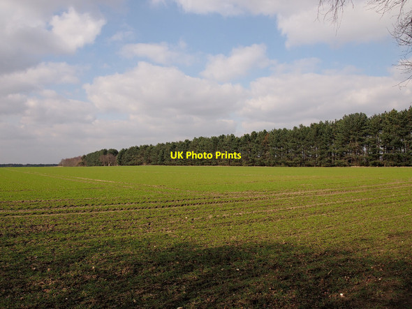 Photo 6"x4" Sudbourne Great Wood Sudbourne c2015