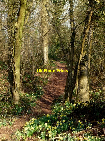 Photo 6"x4" Footpath into Hay Wood, 2 Kilcot c2015