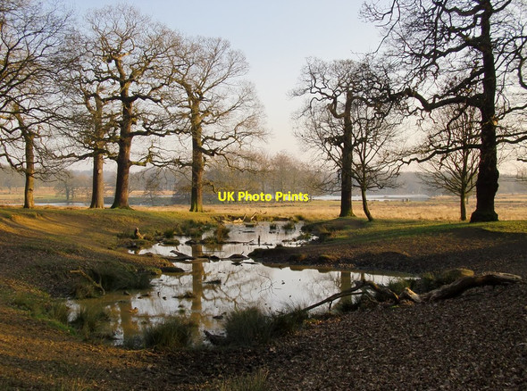 Photo 6"x4" Pond at the edge of Sawpits Plantation, March 2015 Richmond\/TQ1874 c2015