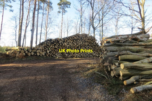 Photo 6"x4" Log piles, Begbie Wood Bolton\/NT5070 c2015