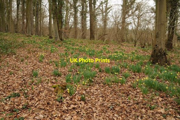 Photo 6"x4" Daffodils in Dymock Wood Four Oaks\/SO6928 c2015
