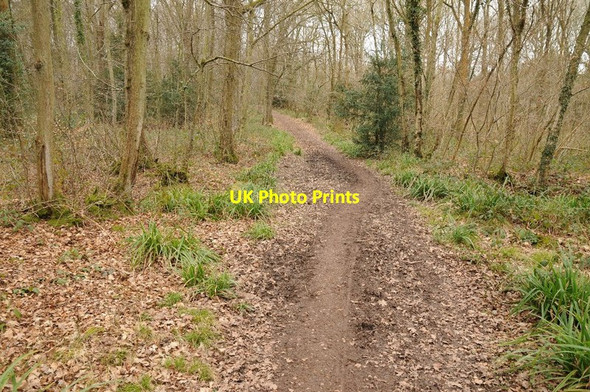 Photo 6"x4" The Daffodil Way, Dymock Wood Four Oaks\/SO6928 c2015