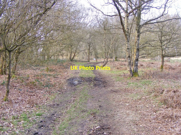 Photo 6"x4" Highgate Path Gospel Ash c2015
