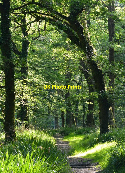 Photo 6"x4" Path by the River Barle, Somerset Hawkridge c2014