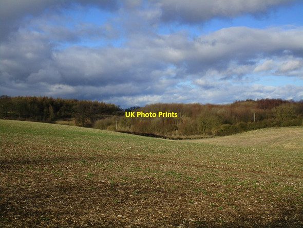 Photo 6"x4" Woodland in Risby Park Bentley\/TA0135 c2015