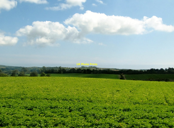 Photo 6"x4" A field of potatoes on the eastern outskirts of Clough Clough\/J4040 c2011