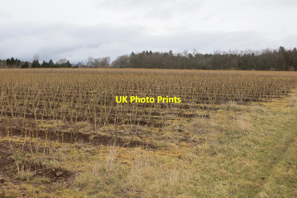 Photo 6"x4" Soft fruit, Belmont Meigle\/NO2844 c2015