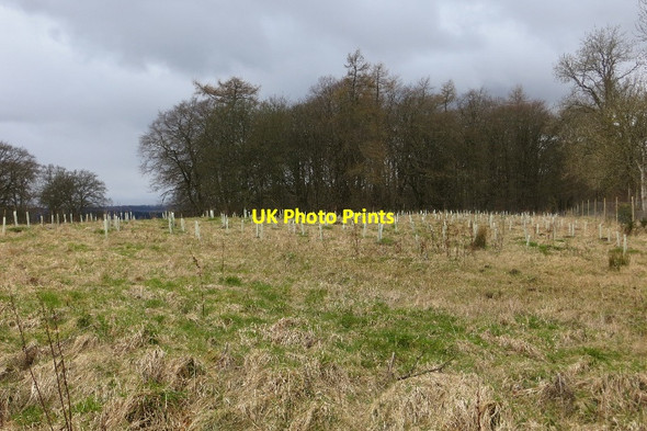 Photo 6"x4" Newly planted woodland Airlie\/NO3150 c2015