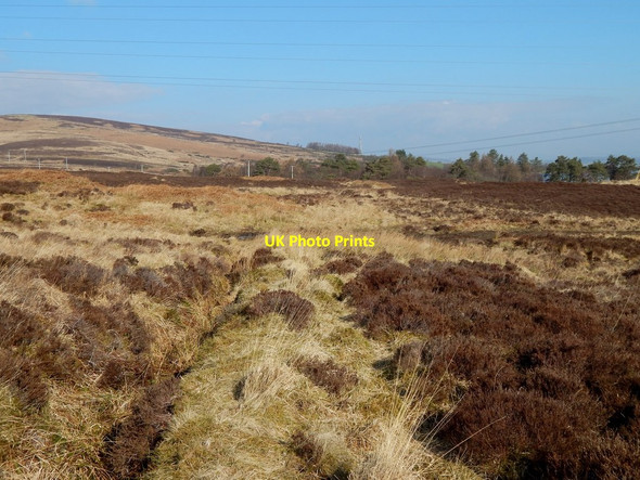 Photo 6"x4" Old field boundary Alexandria c2015 P2