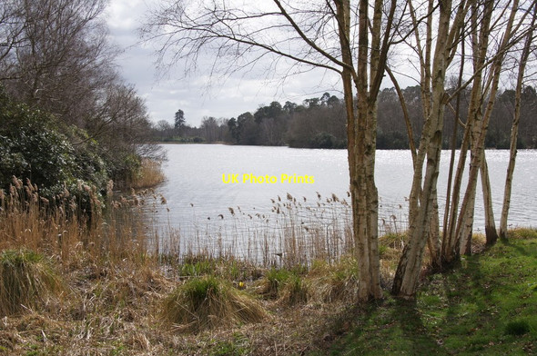 Photo 6"x4" Virginia Water Egham Wick c2015