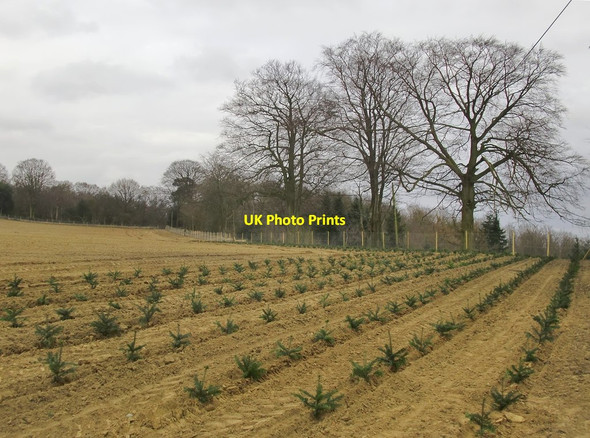 Photo 6"x4" Newly planted Christmas tree plantation Rowly c2015