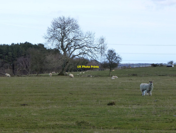 Photo 6"x4" Ewes with lambs in pasture Stanton\/NZ1389 c2015