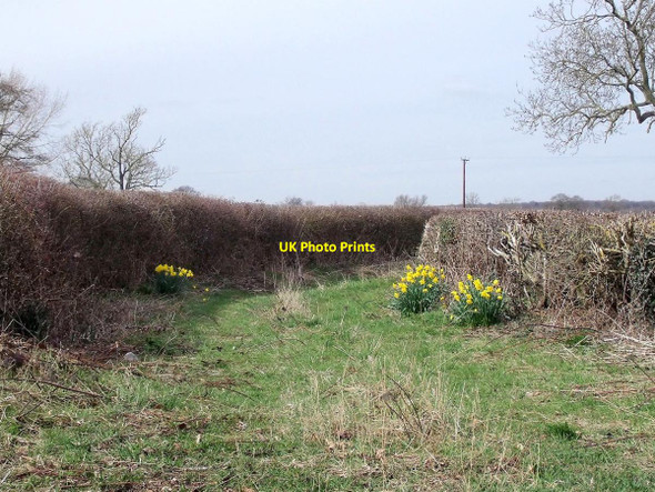 Photo 6"x4" Track to Heath Farm in spring Scropton c2015