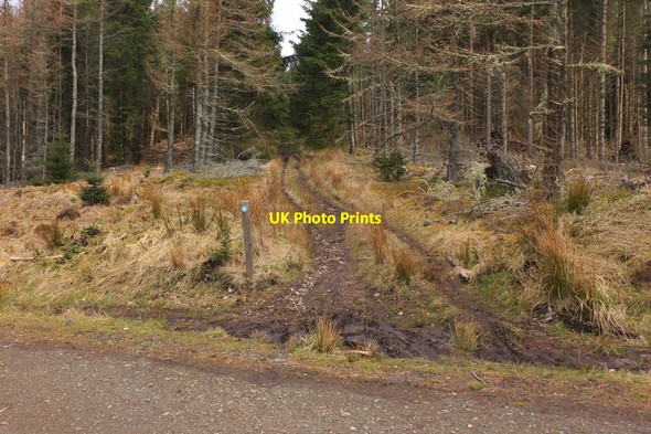 Photo 6"x4" Track to Kirnie Law Innerleithen c2015