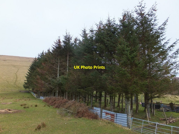 Photo 6"x4" Wind break, Heights of Dochcarty Fodderty c2015