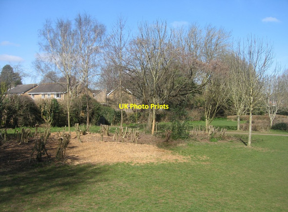 Photo 6"x4" Severe trim - Kennet Way play area East Oakley c2015