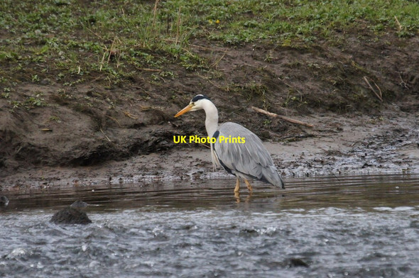 Photo 6"x4" Grey Heron (Ardea cinerea), Seaton Park, Aberdeen Bridge of Don c2015