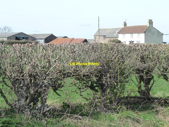 Photo 6"x4" Mount Pleasant Farm Brompton\/SE3796 c2015