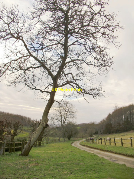 Photo 6"x4" Madgehole Lane Farley Green\/TQ0645 c2015