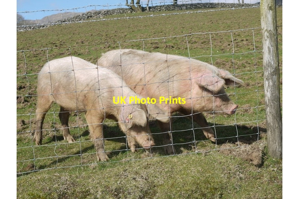 Photo 6"x4" Pigs on farm near Pont ar Felau Rhydymain c2015