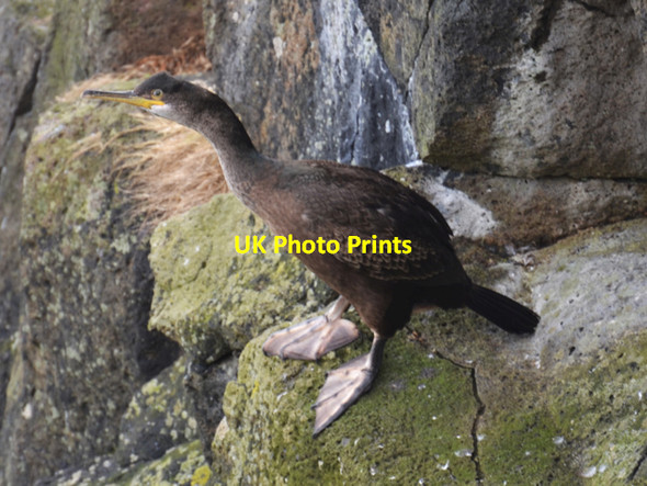 Photo 6"x4" Young shag Duntulm c2015
