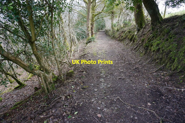 Photo 6"x4" Track in Yarner Wood nature reserve Haytor Vale c2015 P1