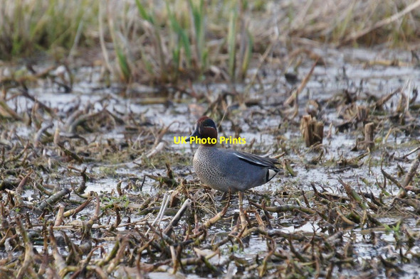 Photo 6"x4" Teal (Anas crecca), Loch of Kinnordy Westmuir\/NO3652 c2015