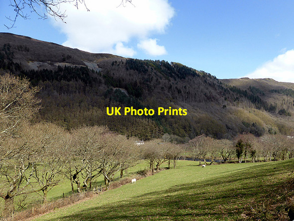 Photo 6"x4" Pasture beside the Rheidol Cwmbrwyno c2015