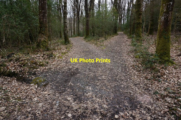 Photo 6"x4" Track junction in Yarner Wood Green Lane\/SX7877 c2015