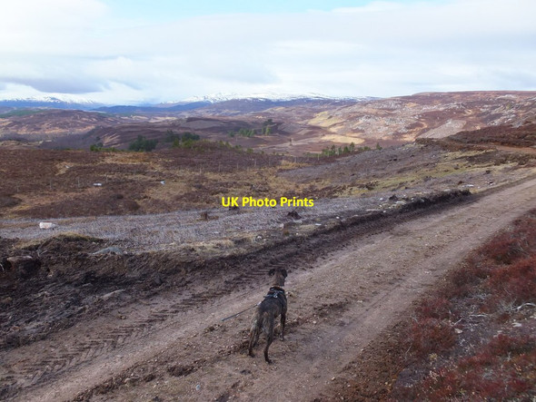 Photo 6"x4" Managed heather moor by Cnoc Buidhe Kilmorack c2015