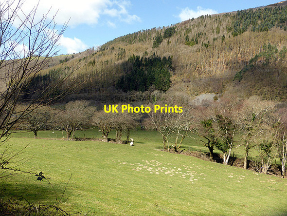 Photo 6"x4" Pasture in Cwm Rheidol Cwmbrwyno c2015