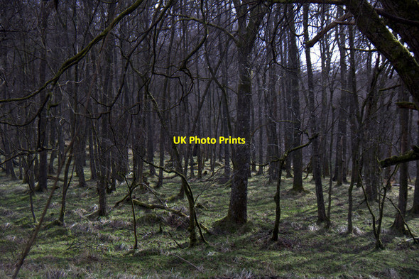 Photo 6"x4" Woodland beside Inchewan Burn, Birnam Birnam c2015
