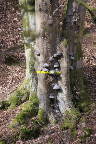 Photo 6"x4" Dead tree with bracket fungi, north side of Birnam Hill Birnam c2015