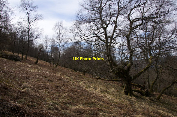 Photo 6"x4" Woodland on the north side of Birnam Hill Birnam c2015