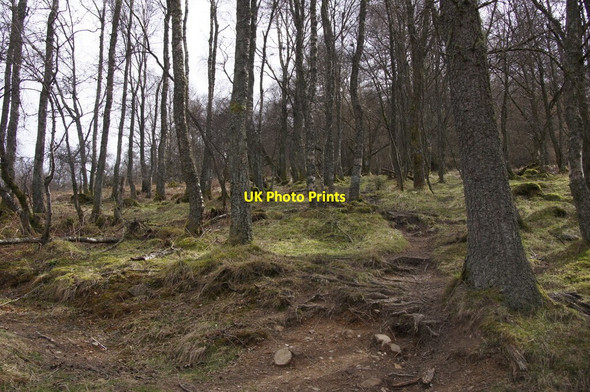 Photo 6"x4" Path up Birnam Hill Birnam c2015