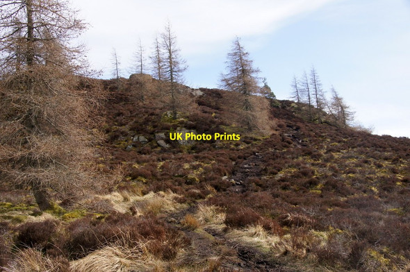 Photo 6"x4" Path up Birnam Hill Birnam c2015