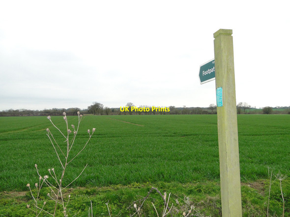 Photo 6"x4" Footpath across a field of wheat Naughton c2015