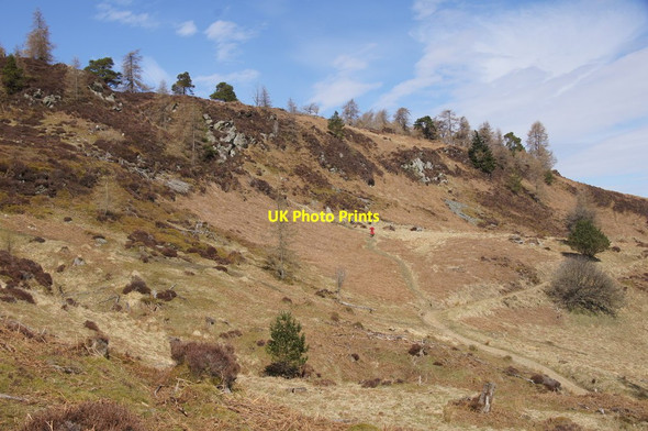 Photo 6"x4" South-east slopes of Birnam Hill Birnam c2015
