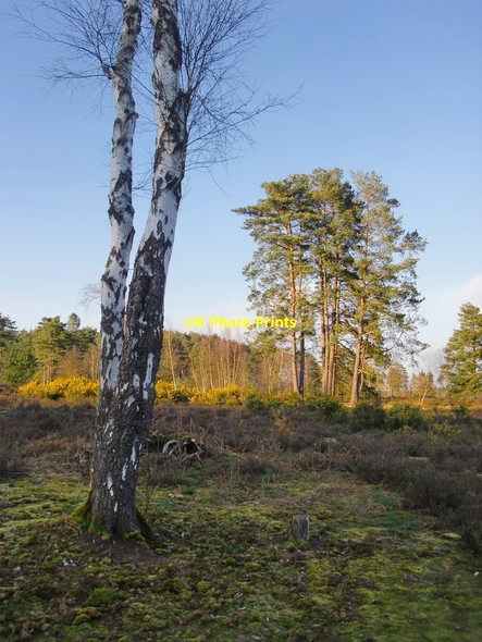 Photo 6"x4" Heathland in early April, Blackheath Common Norley Common c2015