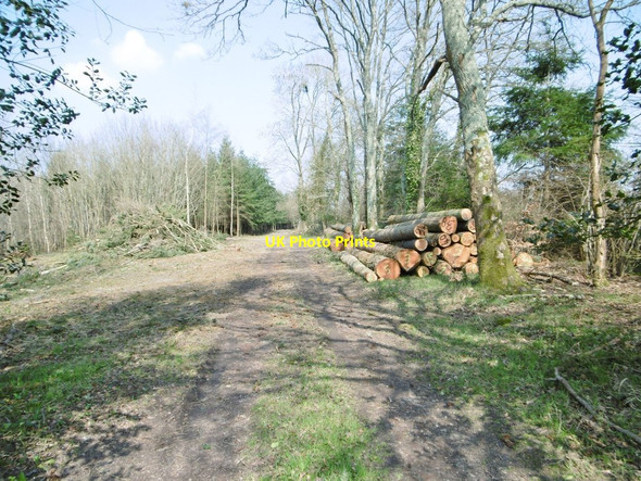 Photo 6"x4" Penerley, timber Beaulieu c2015