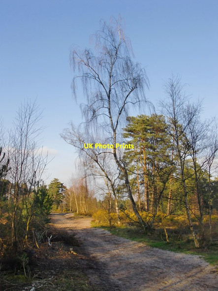 Photo 6"x4" Track on Blackheath Common Norley Common c2015